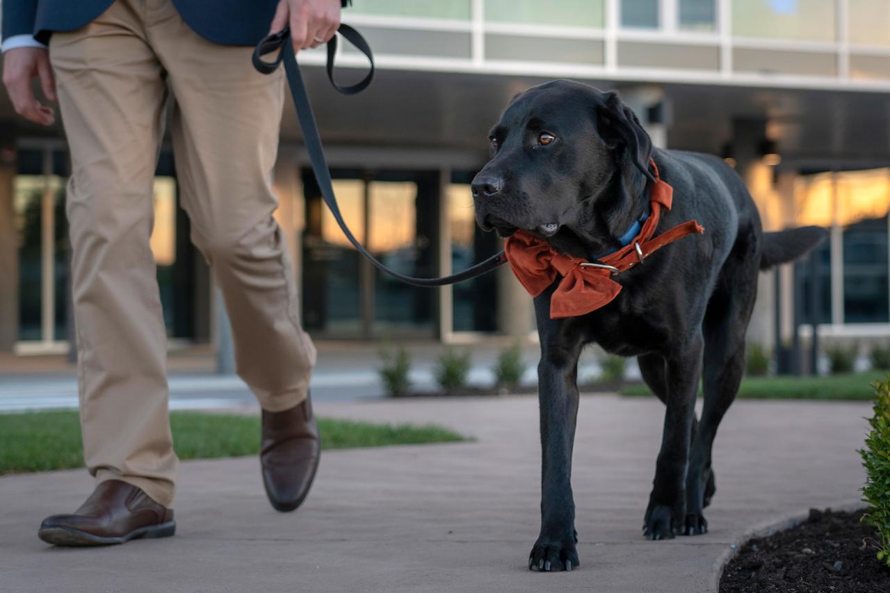Peppers Silo Hotel Launceston Buitenkant foto A service dog